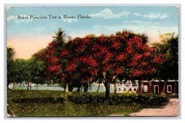 Royal Poinciana Tree In Bloom Florida 1915 DB Postcard Q22 - £2.29 GBP