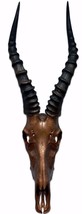 Real Deer Skull - Bronze Spray Painted African Blesbok Antelope Skull De... - £92.98 GBP