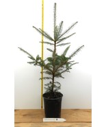 Canaan Fir, Abies balsamea var. phanerolepis - One Gallon Container - $46.48+