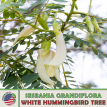 FG 20 White Hummingbird Tree Seeds, Sesbania grandiflora, Edible, Genuine USA - £10.55 GBP