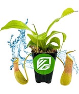 Best Lemon Alata Live Carnivorous Pitcher Plant / Nepenthes alata - $32.99