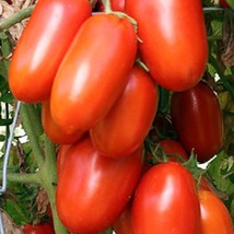 Tomato Seeds La Roma Iii 50 Tomato Seeds Fresh Seeds USA - $22.19