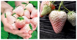 &#39;Littile White&#39; Series Small White Strawberry Seeds 5 Bags (200 Seeds / Bag) - £16.51 GBP