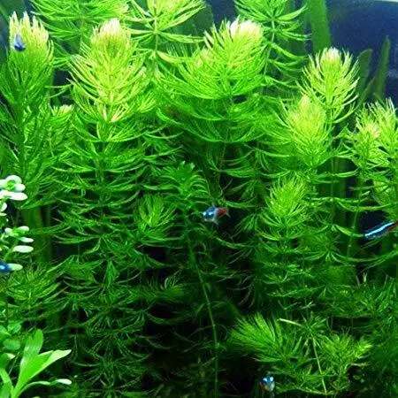 Hornwort coontail live fish tank plants aquarium plant buy 2 get 1 free  thumb200