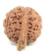 Ganesha Rudraksha / Ganesh Rudraksh - Collector Size Nepal - IGL Certified - $126.30 CAD