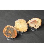 Mix of Three Petrified Wood Stone Specimens Decorative Crystal Slices - $55.68 CAD