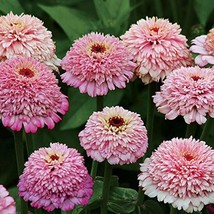 100 Zinderella Purple Zinnia Seeds Planting Fast US Shipping - $10.96