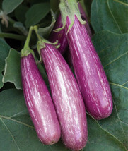 Fairytale Eggplant | 25 Fresh Seeds - $7.99