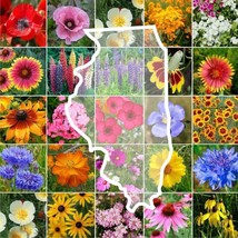 US Seller 1000 Seeds Wildflower Illinois State Flower Mixs &amp; Annuals - £7.99 GBP