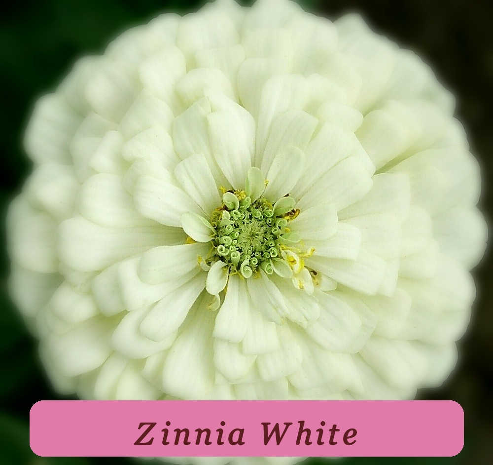 White Zinnia Flower Seeds 100+ Polar Bear Garden Bees Birds Annual Rare ... - $3.14