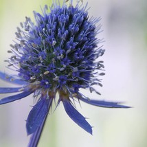 Eryngium Planum Blaukappe Blue Cap Seed Garden Fast Shipping - $8.69