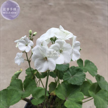 Fresh New Geranium Purely White Single Petals Plant Seeds No Soil 10Pcs - £21.08 GBP