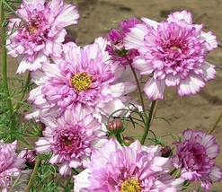 HS  200+ Double Click Rose Bon Bon Cosmos Seeds For Garden - USA  - £5.17 GBP