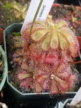Carnivorous Plant Seeds - Drosera aliciae - Easy Sundew for Beginners! - £7.63 GBP