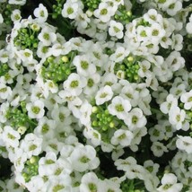 Alyssum Sweet Carpet Of Snow Perennial White Heirloom 1000 Seeds - $8.99
