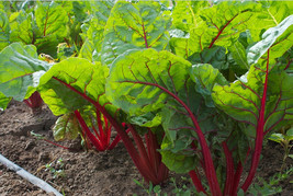 SEPT Ruby Red Swiss Chard Silverbeet 25 800 Seeds Bulk Wholesale - £4.39 GBP