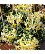 Scentsation Yellow Dutch Honeysuckle Vine Lonicera Japonica Periclymenum... - $35.98