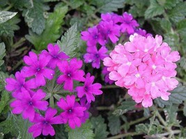 200 Pink &amp; Purple Mos Verbena Verbena Tenuisecta Fragrant Hummer Flower Seeds - $8.35