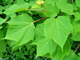 20 White Tigress Maple Seeds Acer Tegmentosum White Tigress USA SELLER Fast Ship - $11.80