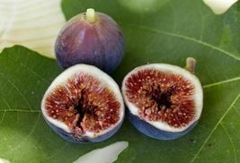Live Plant Fig Tree - &#39;Brown Turkey&#39; - Fruiting Fig Tree - Ficus Carica - £24.24 GBP