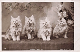 Ready &amp; Waiting Cute Kittens Cats~Antique 1906 Rotary Photo Postcard - £7.77 GBP