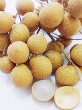 Dimocarpus longan Sapindaceae dragon eye sweet fruit 100 Seeds ThailandMrk - £19.52 GBP