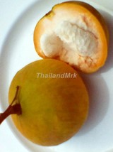 santol Sandoricum koetjape santol cottonfruit 25 Seeds ThailandMrk - $30.00