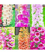 VC 3000 Foxglove Mix Seeds Spring Perennial Flowers Excelsior Fast Shipp... - £7.46 GBP