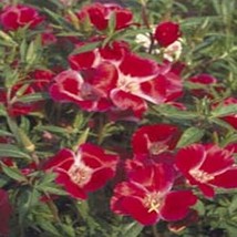 Godetia Meteor ( Grandiflora Azaelaflora ) 100 Seeds Fresh Garden - £5.34 GBP