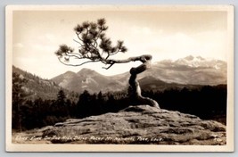 Rocky Mt National Park Colorado RPPC Lone Pine On The High Drive  Postcard L26 - £4.68 GBP