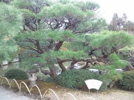 Japanese Black Pine Tree Seeds Pinus Thunbergii 15 Seeds Gardening USA SELLER - £6.61 GBP