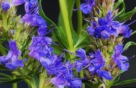 40 Of HYSSOPUS OFFICINALIS SPRITE BLUE FLOWER SEEDS - AROMATIC PERENNIAL... - $9.99