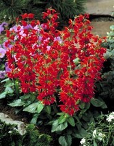 Salvia Coccinea Scarlet Sage Seeds Garden USA SELLER - £13.50 GBP