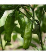 MX Pepperoncini Pepper Seeds Mild Heat Non GMO Bulk Seed - $10.09
