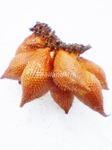 Salak Salacca zalacca Arecaceae 10 Seeds ThailandMrk - $5.00