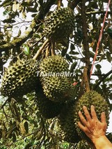 Thai Durian Malvaceae Durio zibethinus 5 Seeds ThailandMrk - $20.00