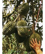 Thai Durian Malvaceae Durio zibethinus 5 Seeds ThailandMrk - £15.63 GBP