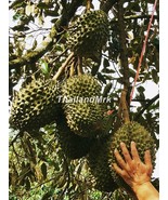 Thai Durian Malvaceae Durio zibethinus 5 Seeds ThailandMrk - $27.44 CAD