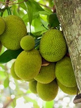 Jackfruit Artocarpus heterophyllus 25 Seeds ThailandMrk - £19.98 GBP
