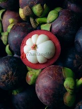 purple Mangosteen Garcinia mangostana 5 Seeds ThailandMrk - $5.00