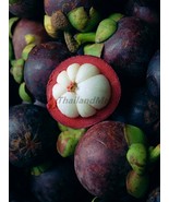 purple Mangosteen Garcinia mangostana 5 Seeds ThailandMrk - £3.90 GBP