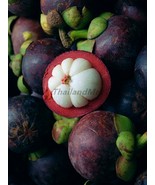 purple Mangosteen Garcinia mangostana 5 Seeds ThailandMrk - $6.86 CAD