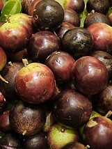 Star Apple Chrysophyllum cainito Sapotaceae 50 Seeds ThailandMrk - $30.00