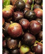 Star Apple Chrysophyllum cainito Sapotaceae 10 Seeds ThailandMrk - £3.90 GBP