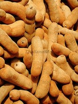 Tamarindus Fabaceae Sweet Fruit 10 Seeds ThailandMrk - $5.00