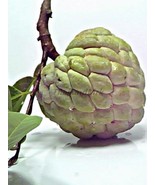 Green Sugar Apple Annona squamosa Annonaceae 10 Seeds ThailandMrk - £3.90 GBP