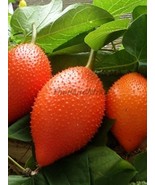 Gac Fruit Momordica cochinchinensis Cucurbitaceae 10 Seeds ThailandMrk - $6.86 CAD