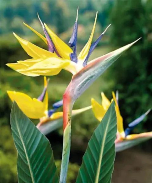 Mandelas Gold Yellow Bird Of Paradise Strelitzia Reginae Small Rooted Pl... - £36.29 GBP