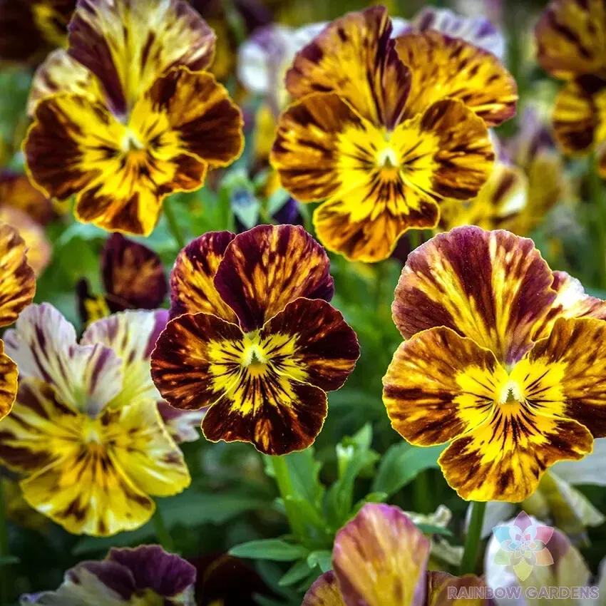 200 Brush Strokes Pansy Viola Seeds New Fresh US Shipping - $4.80