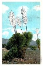 Yucca Blooms On The Desert Arizona Cactus Postcard Posted 1928 - £5.49 GBP